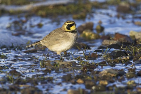 Horned Lark (Eremophila alpestris), Morocco