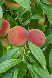 Peach (Prunus persica 'Benedicte')