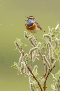 Bluethroat (Luscinia svecica) perched on a branch in Nome, Alaska