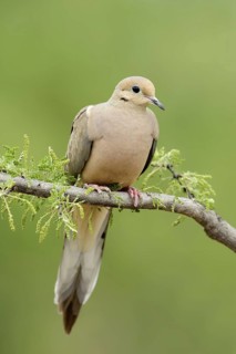 Mourning Dove (Zenaida macroura), Texas, USA