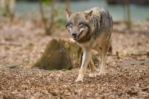 A wolf walks relaxed through the forest, the ground is covered with pieces of wood, Wolf (Canis