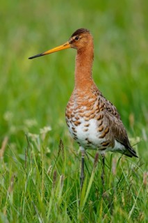 Black-tailed Godwit (Limosa limosa), Netherlands