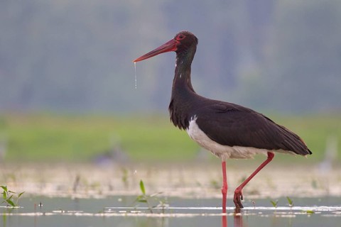 Black Stork (Ciconia nigra) foraging, Tiszaalpár, Hungary