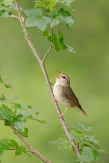 Swainson's Warbler (Limnothlypis swainsonii) singing from a branch, Texas, USA