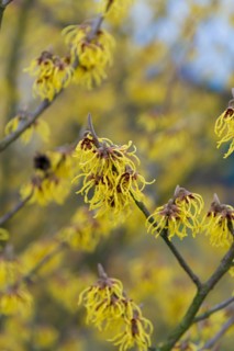 Hamamelis × intermedia 'Arnold Promise', Cambridge Botanical Garden, Germany