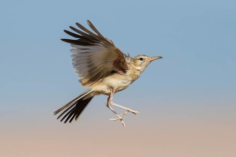 Greater Hoopoe-Lark (Alaemon alaudipes) juvenile flying, Eilat, Israel
