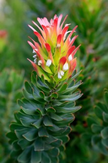 Protea Mimetes cucullatus (Mimetes cucullatus), flower, flowering, silver tree plant, Kirstenbosch