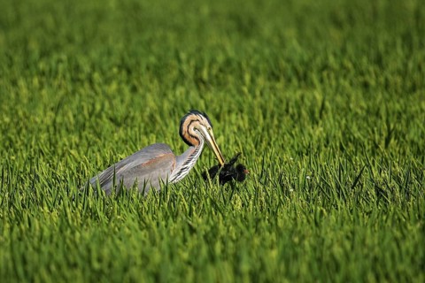 Purple Heron (Ardea purpurea) with Common Moorhen (Gallinula chloropus) chick prey, Ebro Delta,