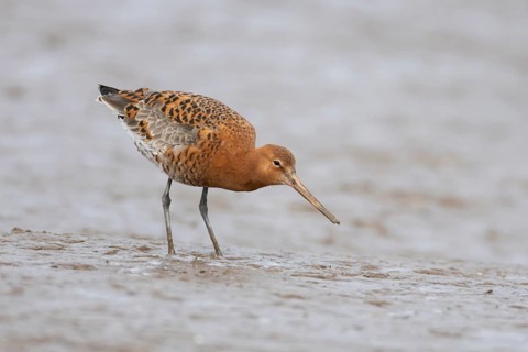 Black tailed godwit (Limosa limosa) adult male wader bird in summer plumage on a mudflat, England,