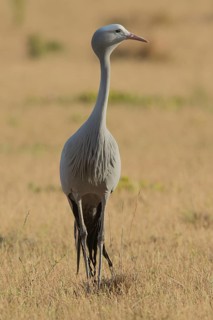 Blue Crane (Grus paradisea), South Africa