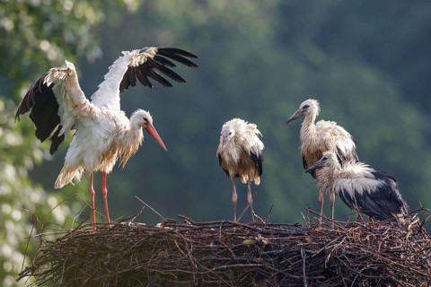 White Stork (Ciconia ciconia) with juveniles in nest after a heavy rain shower, North