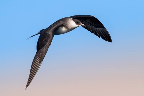 Parasitic Jaeger (Stercorarius parasiticus) flying, Eilat, Israel