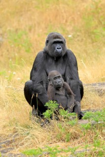 Western gorilla (Gorilla gorilla), adult, female, with young, sitting, on ground