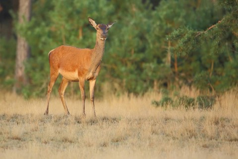 Female red deer (Cervus elaphus), De Hoge Veluwe National Park, Gelderland, Netherlands