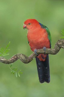 Australian King Parrot (Alisterus scapularis) male, Victoria, Australia