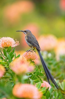 Cape sugarbird (Promerops cafer), Harold Porter National Botanical Gardens, Betty's Bay, Western