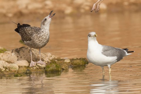 Yellow-legged Gull (Larus michahellis), Morocco