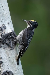 American Three-toed Woodpecker (Picoides dorsalis) male, British Columbia, Canada, Canada