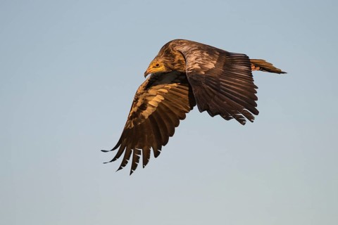 Egyptian Vulture (Neophron percnopterus) flying, Castile-La Mancha, Spain