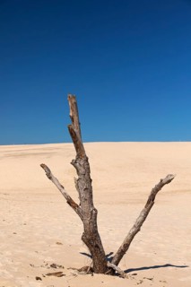 Dead trees protrude from a sand dune on a sunny day with a blue sky. Lacka Dune in the Slowinski