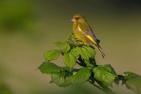 Greenfinch, Greenfinch, European Greenfinch, Western Greenfinch, Carduelis chloris, (Chloris