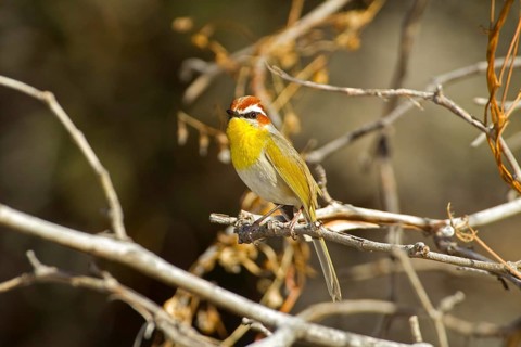 Rufous-capped Warbler Basileuterus rufifrons Santa Rita Mountains, Pima County, Arizona, United