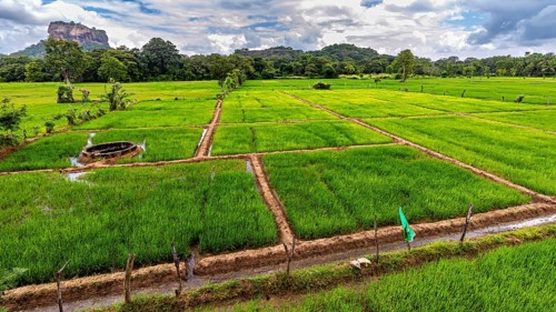 Lush green rice paddies under cloudy sky with a hill in the background, rice paddies on Lion Rock
