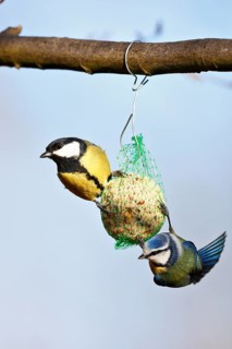 Great tit (Parus major) and blue tit (Cyanistes caeruleus, syn.: Parus caeruleus), two birds at a