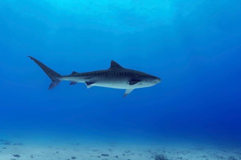 A majestic tiger shark glides through the vibrant blue waters of the Maldives. The serene