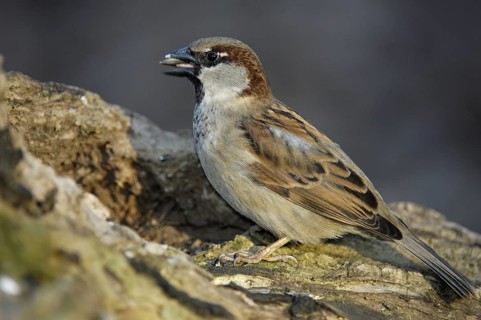 Haussperling (Passer domesticus) Männchen, Winterfütterung, März, Oberhausen (D)