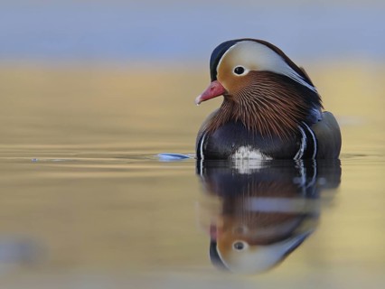 Mandarin Duck (Aix galericulata) male, North Rhine-Westphalia, Germany
