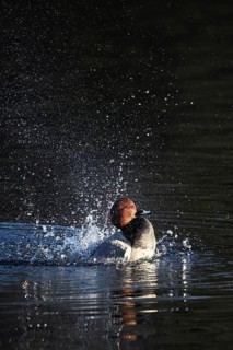 Common Pochard (Aythya ferina), male during plumage care, Rootsee, Canton Lucerne, Switzerland