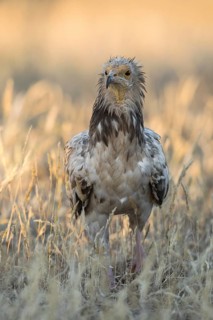 Egyptian Vulture (Neophron percnopterus) in field, Castile-La Mancha, Spain
