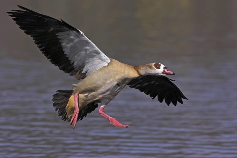 Egyptian Goose (Alopochen aegyptiaca) flying, Baden-Wuerttemberg, Germany