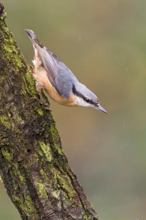 Eurasian Nuthatch (Sitta europaea) perched on a tree trunk, Poland