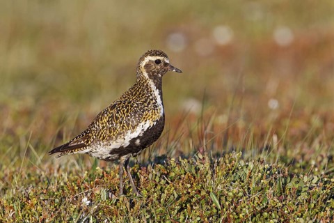 European Golden Plover (Pluvialis apricaria), Iceland