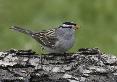 White-crowned Sparrow (Zonotrichia leucophrys), Saskatchewan, Canada