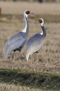White-naped Crane (Antigone vipio), Arasaki, Japan