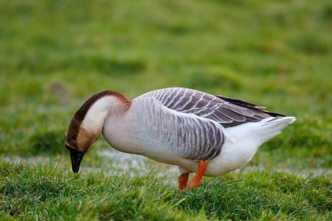 Swan Goose (Anser cygnoides) foraging, Netherlands