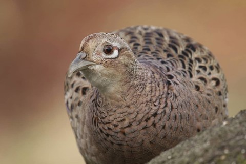 Common Pheasant (Phasianus colchicus) female, Lower Saxony, Germany