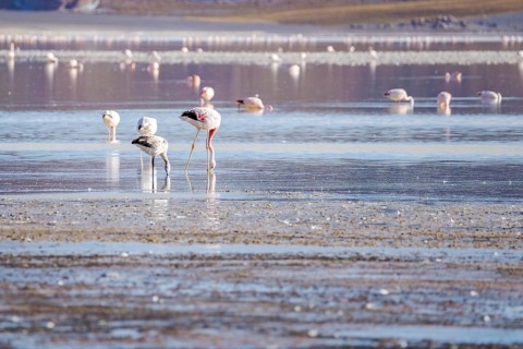 A stunning view of flamingos wading in the serene waters of Laguna Grande in Catamarca, Argentina,