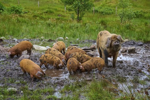 A sow with piglets in the muddy area of a green field, pig breed, Oxford Sandy and Black, Scotland,