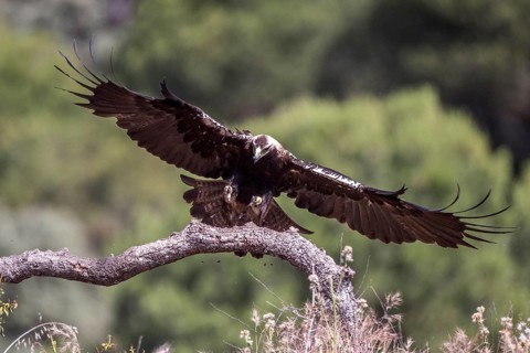 Spanish Imperial Eagle (Aquila adalberti) landing, Andalusia, Spain