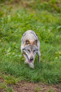 One adult eurasian gray wolf (Canis lupus lupus) walking through the green undergrowth at a forest