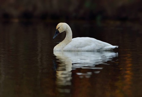 Tundra Swan (Cygnus columbianus)