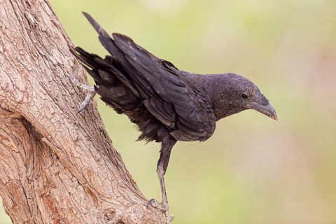 Bristle Raven, (Corvus rhipidurus), animals, birds, raven, raven, passerine bird of the raven