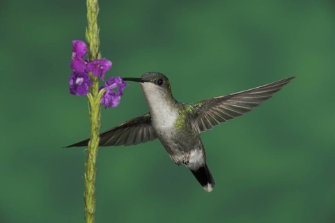 Crowned Woodnymph (Thalurania colombica) female, Costa Rica