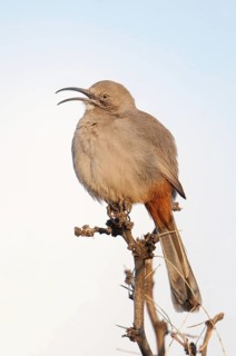 Crissal Thrasher (Toxostoma crissale), New Mexico, USA