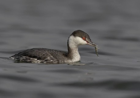 Horned Grebe (Podiceps auritus), California, USA