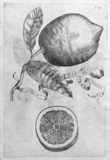 Limon Dulgi Medulla Vulgaris, lemon, citrus fruit, copperplate engraving from Giovanni Baptista